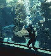 水族馆里被挠痒痒的豹纹鲨