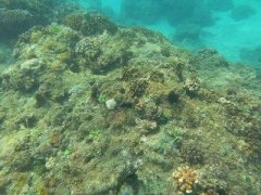 台湾垦丁珊瑚族群 据估算价值40亿台币