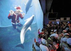 圣诞老人现身水族馆 与海豚共在水槽内起舞(图)