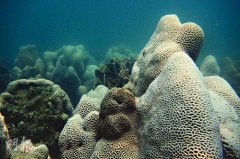 环保团体指香港珊瑚白化10年最重 或因海水变暖