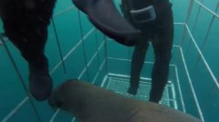 海豹误入防鲨笼被栅栏卡住 潜水员助其脱困(图)