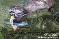 美游客手机落水 水獭潜水底用嘴巴拖出手机送还