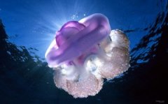 水母知多少？一个成年的箱水母有几十亿个毒囊和毒针，足够杀死20